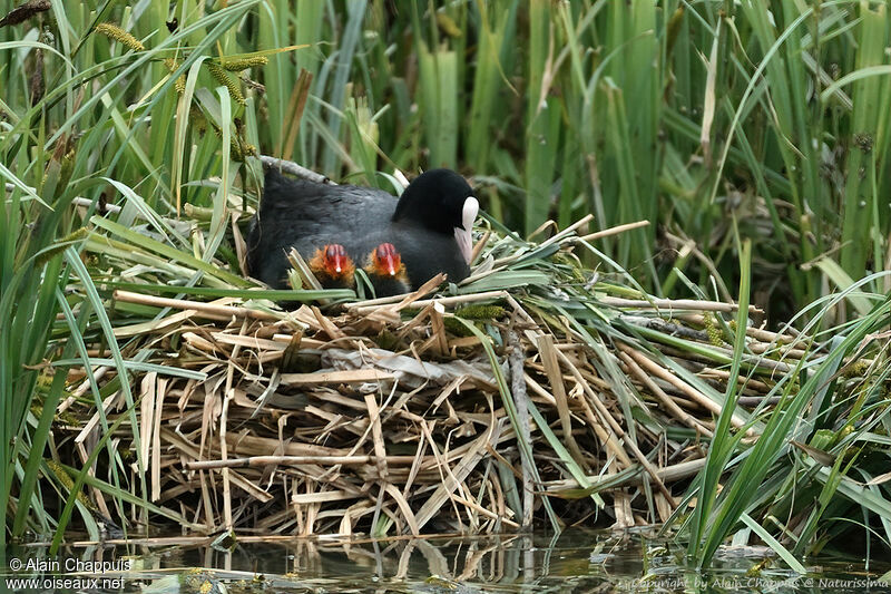 Foulque macroule, identification, Nidification