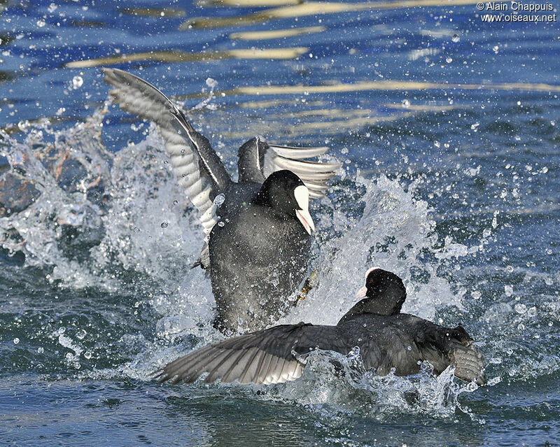 Eurasian Coot male adult, identification, Behaviour