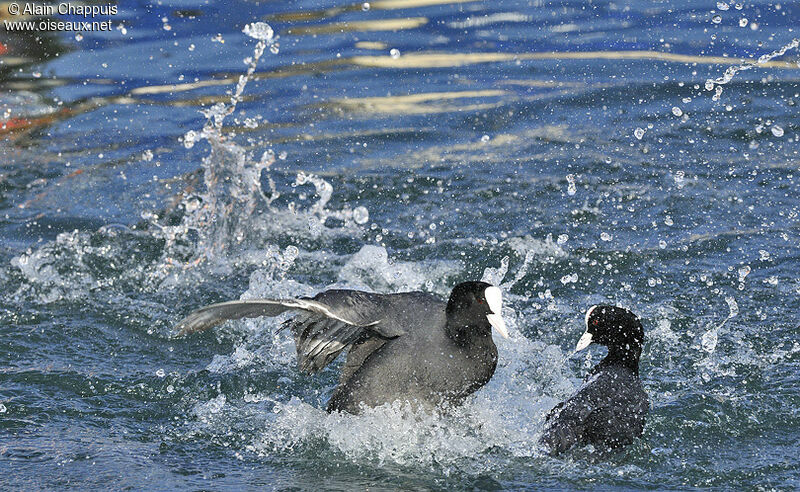 Eurasian Coot male adult, identification, Behaviour