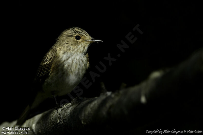 Spotted Flycatcheradult, identification, close-up portrait