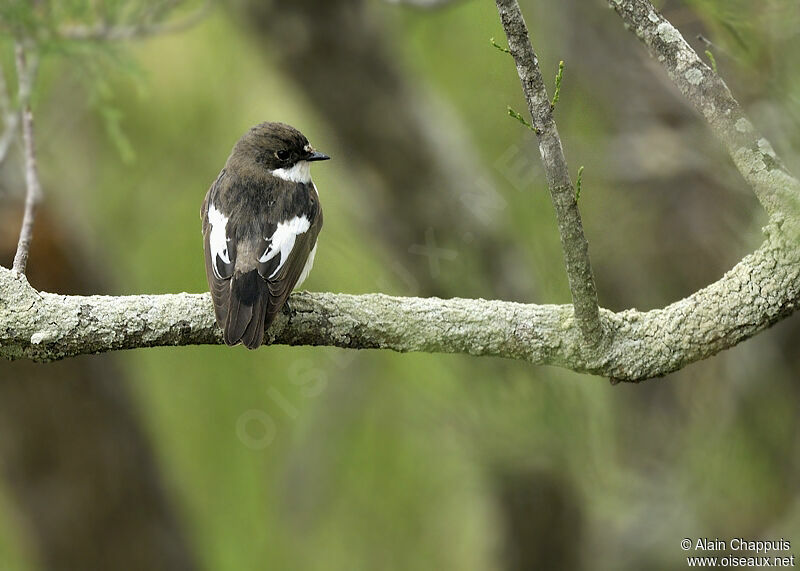 European Pied Flycatcher male adult, identification, Behaviour