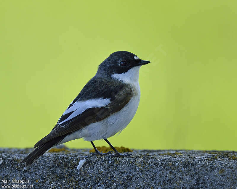 Gobemouche noir mâle adulte, identification, Comportement