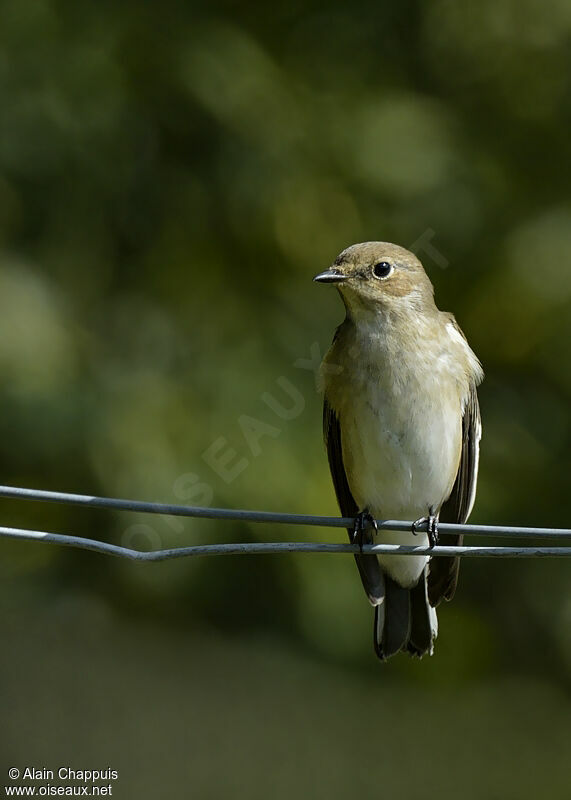 European Pied Flycatcher, identification, Behaviour