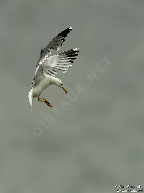 Yellow-legged Gulladult, Flight, fishing/hunting