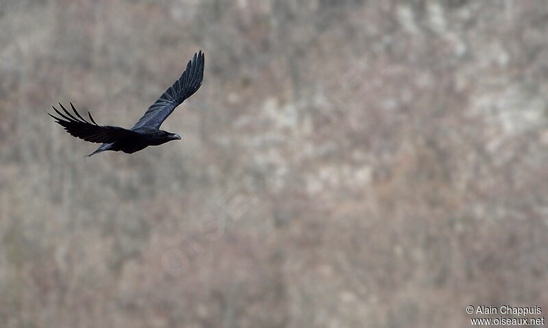 Northern Ravenadult, identification, Flight, Behaviour