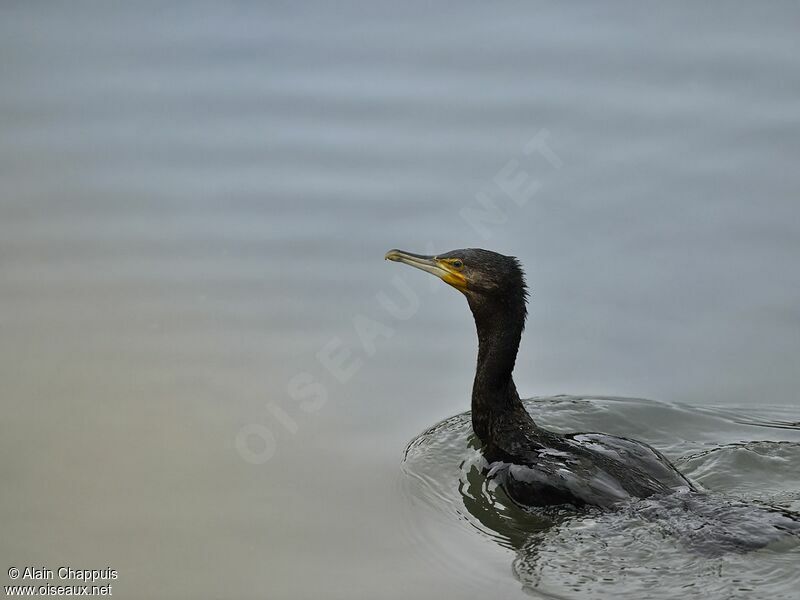 Grand Cormoranadulte, identification, Comportement