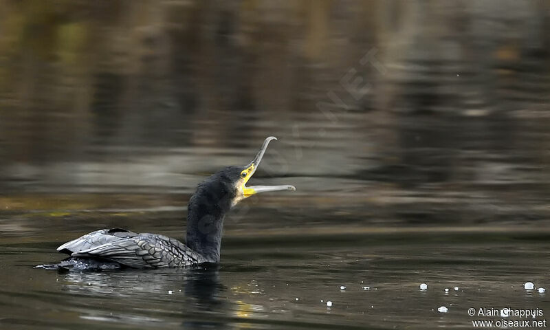 Great Cormorantadult, identification, swimming, fishing/hunting