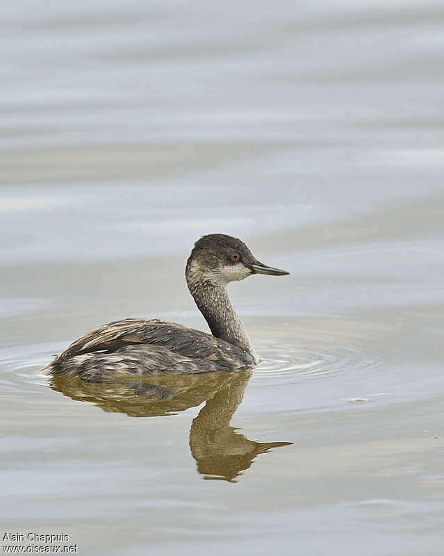 Black-necked GrebeFirst year, identification, Behaviour