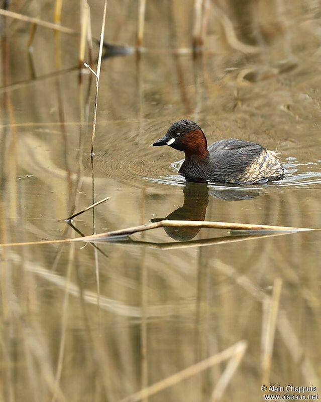 Grèbe castagneuxadulte, identification, Comportement