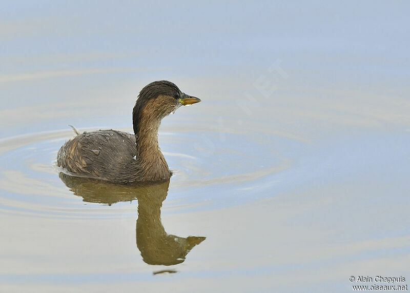 Little Grebeadult post breeding, identification, Behaviour