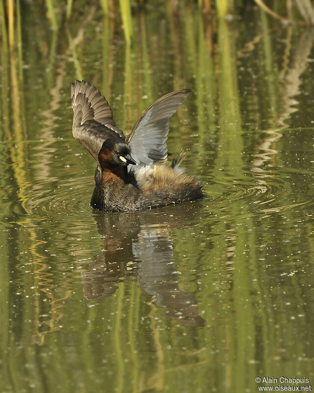 Little Grebe male adult breeding, identification, Behaviour