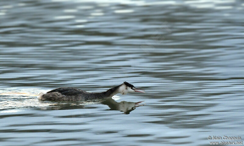 Great Crested Grebeadult post breeding, identification, Behaviour