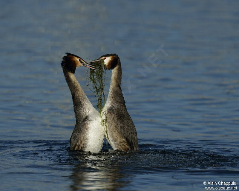 Great Crested Grebe adult, identification, Reproduction-nesting, Behaviour