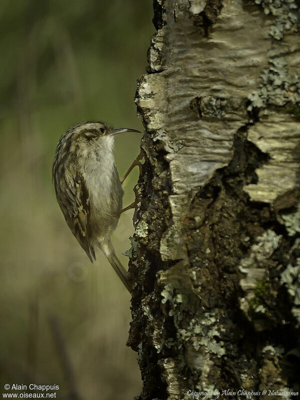 Grimpereau des jardinsadulte, identification, portrait, habitat, mange