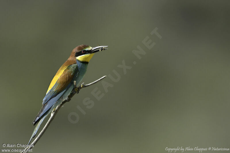 Guêpier d'Europeadulte nuptial, identification, portrait, habitat