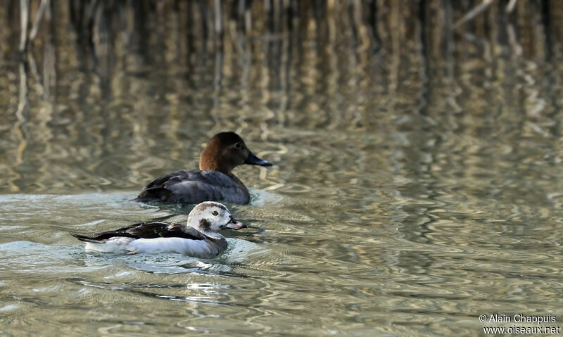 Long-tailed Duck male subadult, identification, Behaviour