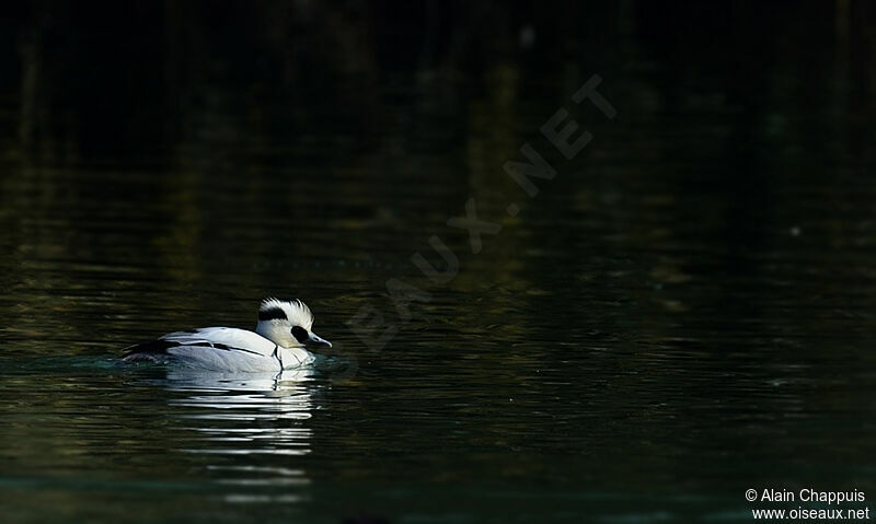 Harle piette mâle adulte, identification, Comportement