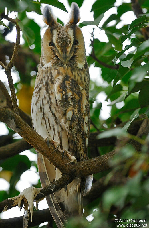 Long-eared Owladult, identification, Behaviour