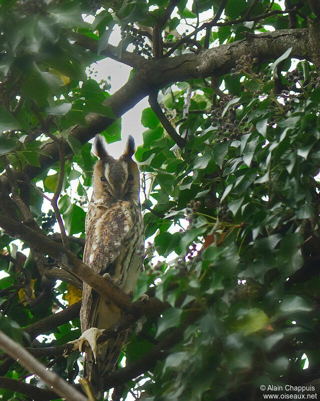 Hibou moyen-ducadulte, identification, Comportement