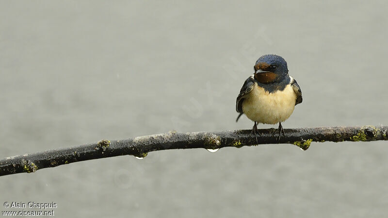 Hirondelle rustique, identification, Comportement