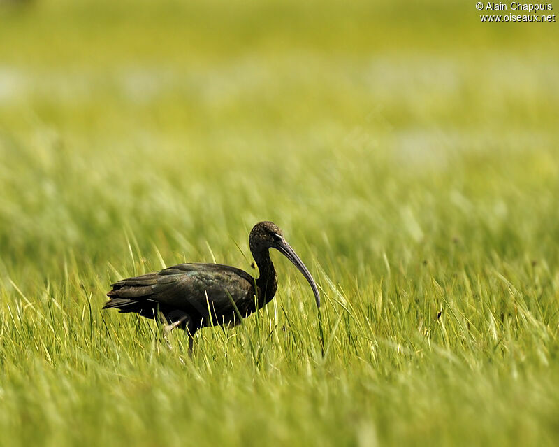 Glossy Ibisadult breeding, identification, Behaviour