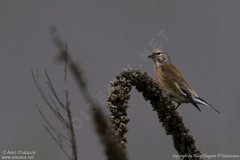 Linotte mélodieuse mâle adulte, identification, portrait