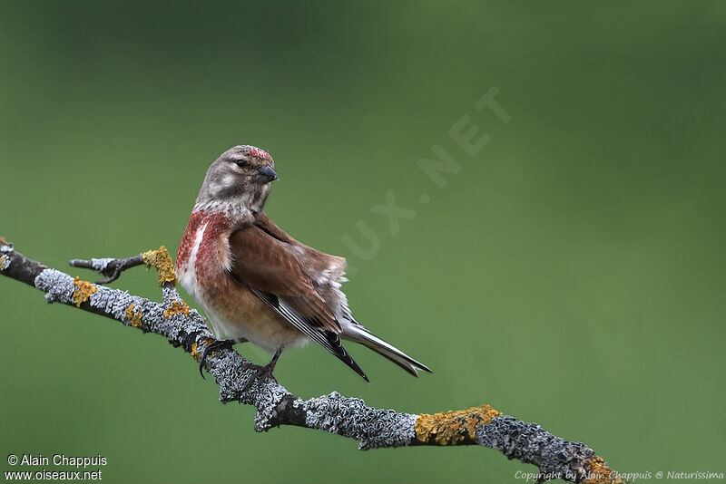 Common Linnet male adult breeding, identification