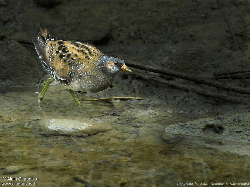 Spotted Crakeadult breeding, identification