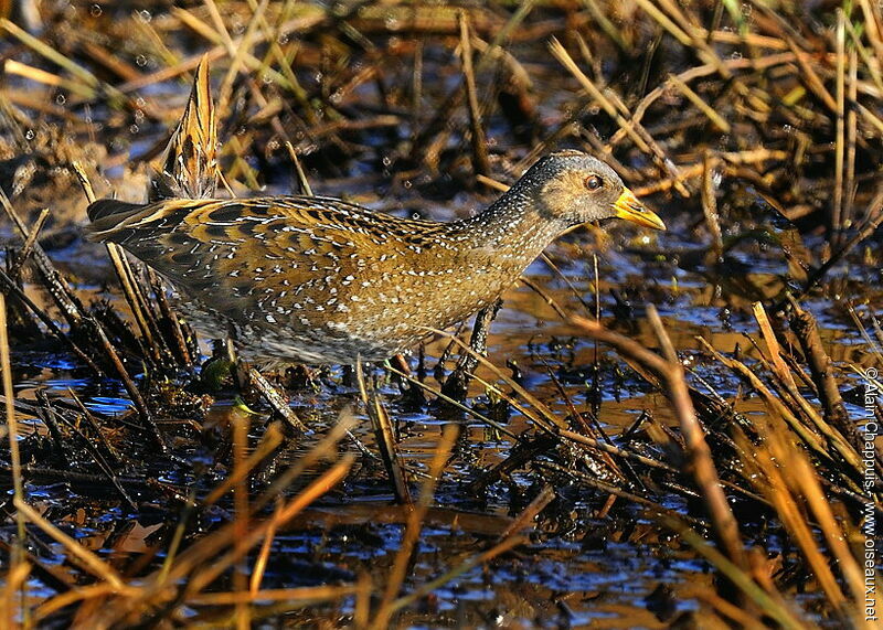 Marouette ponctuéeadulte, identification, Comportement