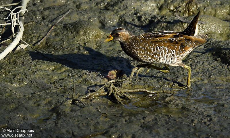 Marouette ponctuée, identification, Comportement