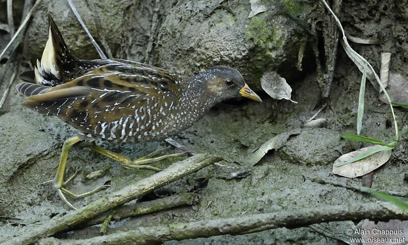 Marouette ponctuéeadulte, identification, Comportement