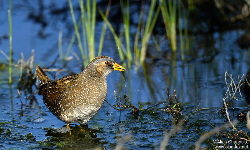 Spotted Crakeadult, identification, walking, eats