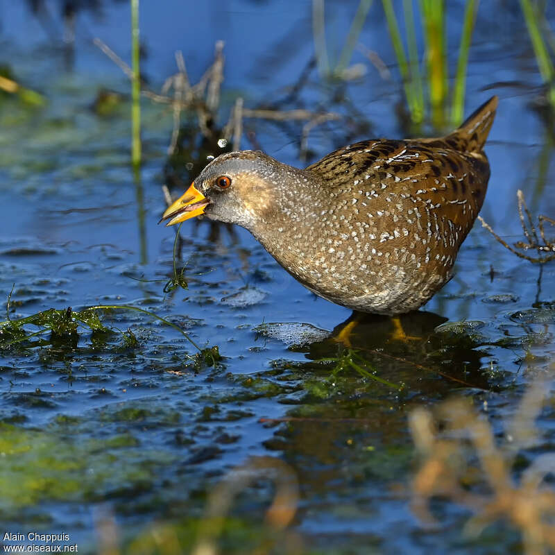 Marouette ponctuéeadulte, portrait, marche, mange