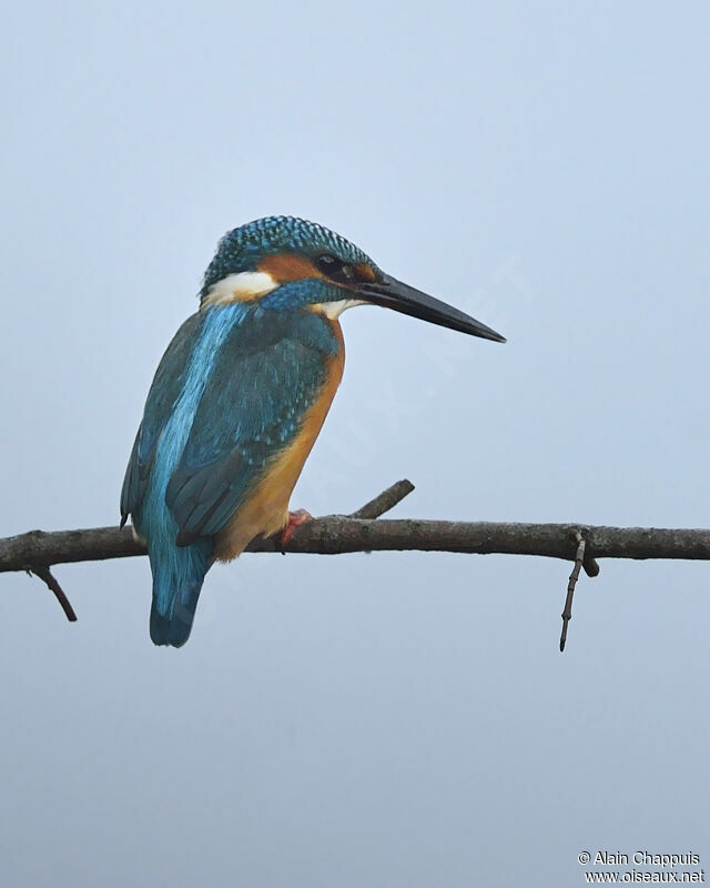 Common Kingfisher male adult, identification, Behaviour