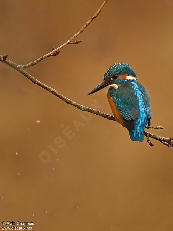 Common Kingfisher male adult, identification, fishing/hunting