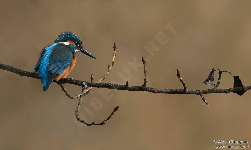 Common Kingfisher male adult, identification, fishing/hunting