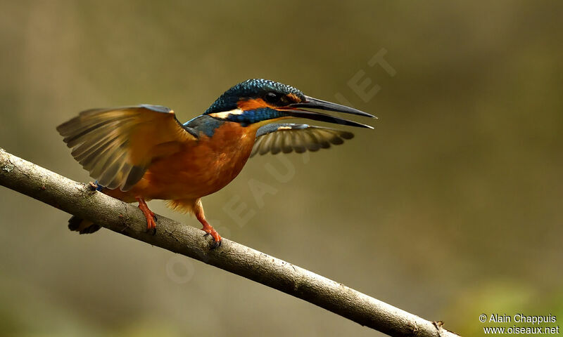 Martin-pêcheur d'Europeadulte, identification, Comportement