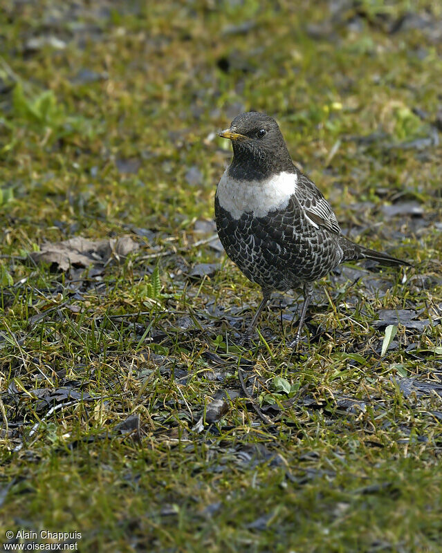 Ring Ouzeladult, identification, Behaviour