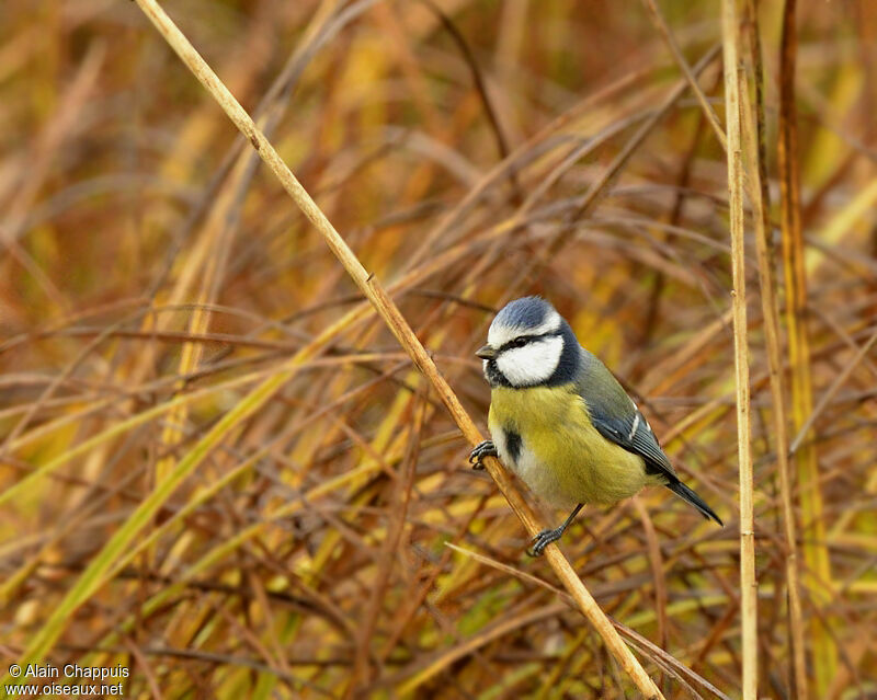 Eurasian Blue Titadult, identification, Behaviour