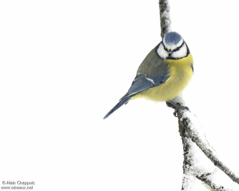 Eurasian Blue Titadult, identification, Behaviour