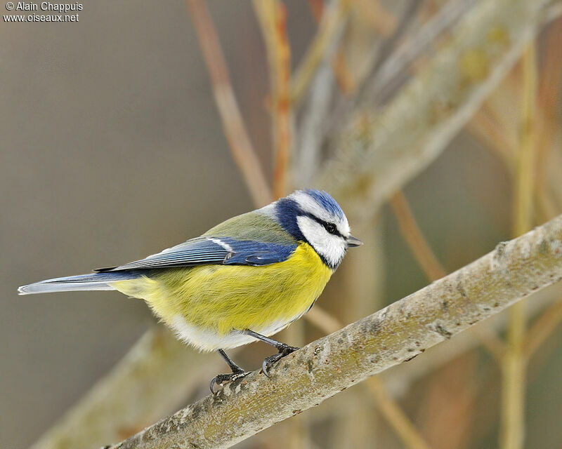 Eurasian Blue Titadult post breeding, identification, Behaviour