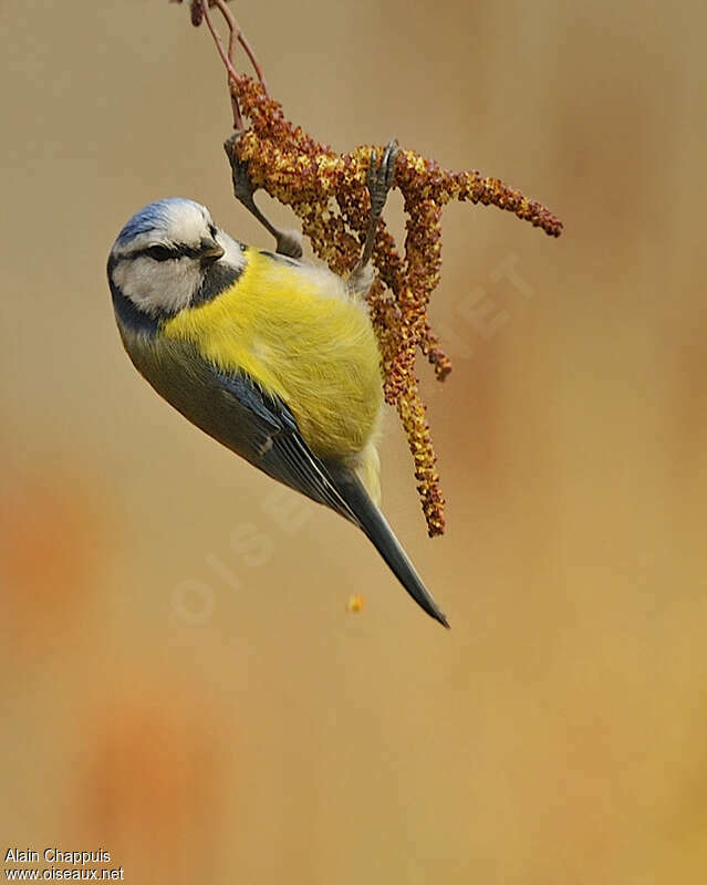 Mésange bleueadulte, régime, mange, Comportement