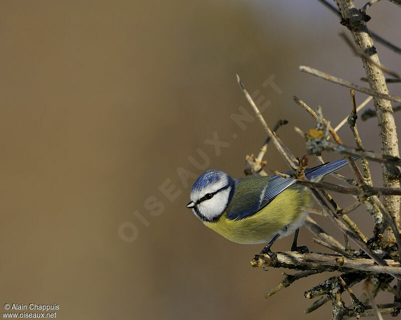 Mésange bleueadulte, identification