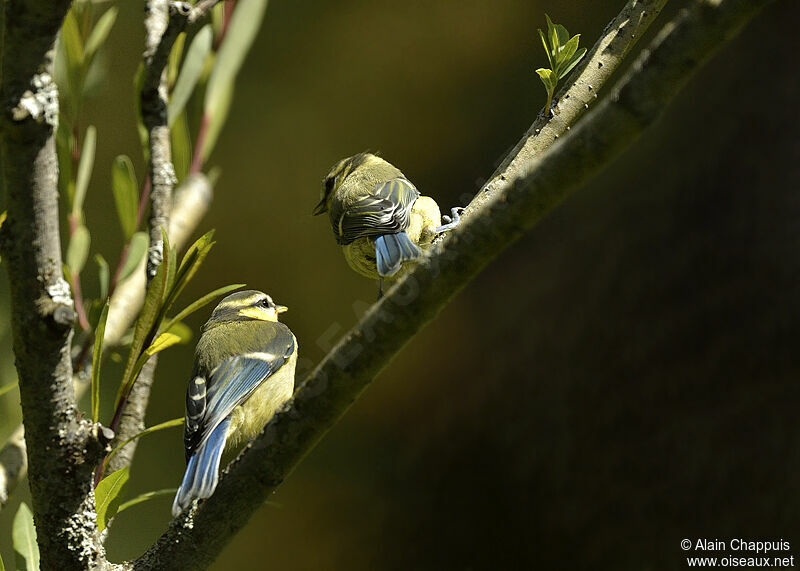 Eurasian Blue TitFirst year