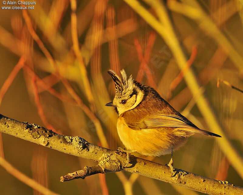 Mésange huppéeadulte, identification, Comportement