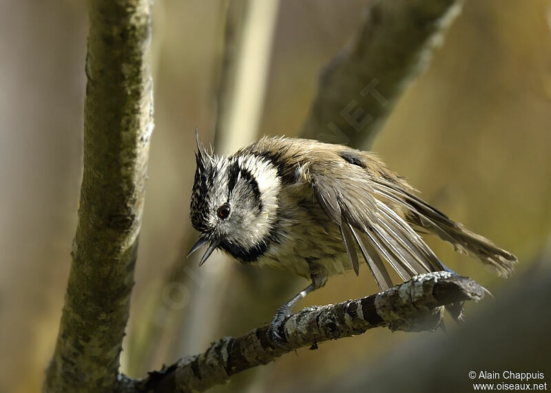 Mésange huppéeadulte, identification, Comportement