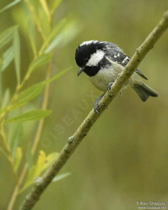 Mésange noireadulte, identification, Comportement