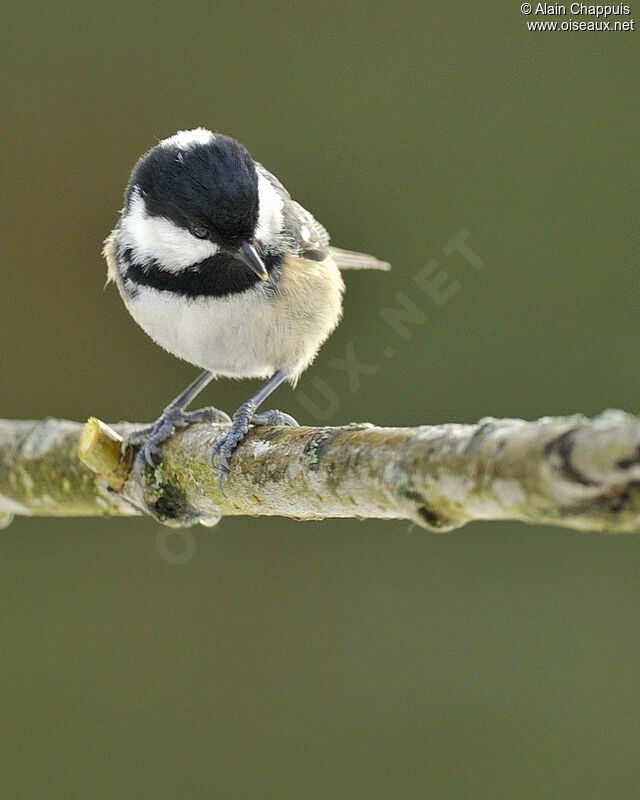 Coal Titadult, identification, Behaviour