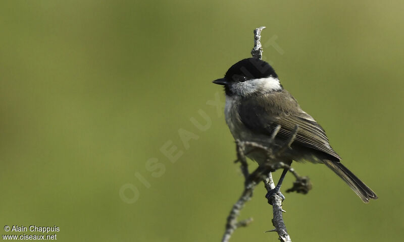 Mésange nonnette, identification, Comportement