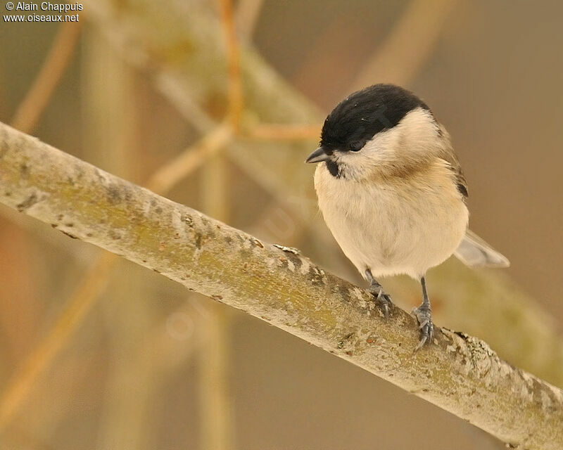 Marsh Titadult, identification, Behaviour